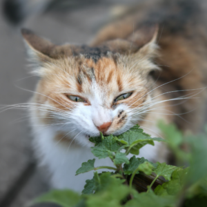 Close-up of a calico cat nibbling on fresh catnip leaves with a content expression.