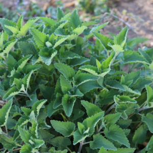 Lush green catnip plant growing in a garden, showcasing its vibrant and healthy leaves.