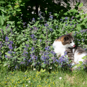 A cat lounging in a garden surrounded by blooming catnip plants with purple flowers.