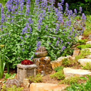 A lush garden bed filled with blooming catnip pla