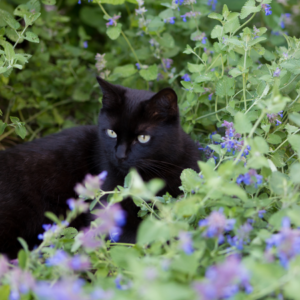 A black cat lounging in a garden filled with blooming catnip plants and purple flowers.