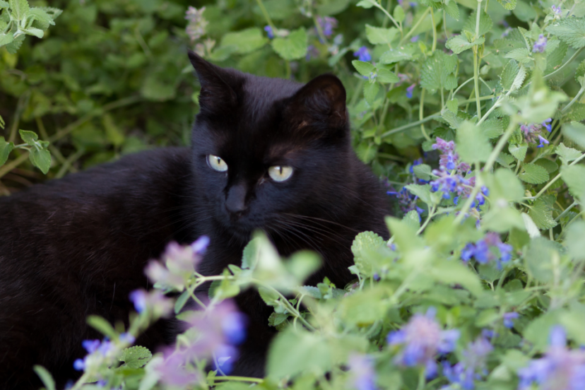 A black cat lounging in a garden filled with blooming catnip plants and purple flowers.