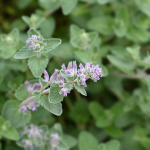 Close-up of a blooming catnip plant with light purple flowers and green leaves.