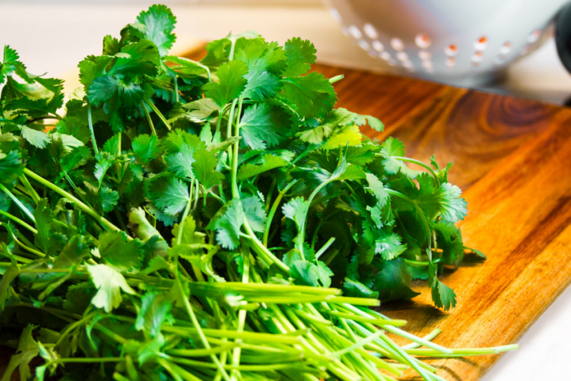 "Fresh cilantro bunch on a wooden cutting board with a white colander of tomatoes in the background."