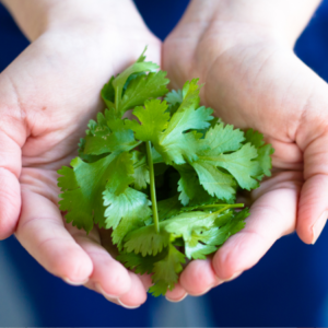 "Hands holding a bunch of fresh cilantro leaves."