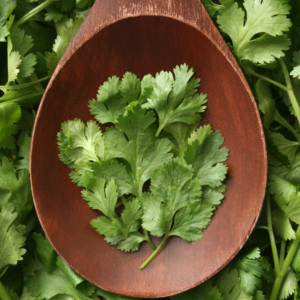 "Fresh cilantro leaves on a wooden spoon surrounded by more cilantro leaves."