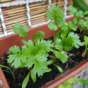 "Young cilantro plants growing in a rectangular terracotta pot."