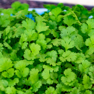 "Close-up of lush green cilantro plants growing in a blue pot.