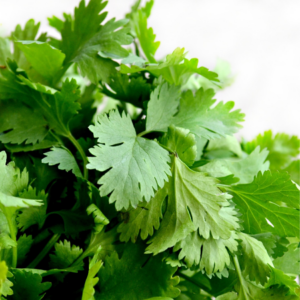 "Close-up of fresh cilantro leaves."