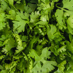 "Close-up of a dense bunch of fresh cilantro leaves."