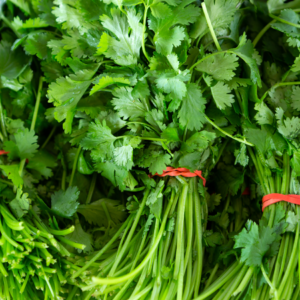 "Bundles of fresh cilantro tied with red rubber bands."