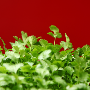  A close-up of vibrant green coriander leaves against a bold red background.