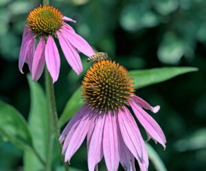 "Two echinacea flowers with pink petals and orange cone centers, with a bee collecting nectar on one flower."