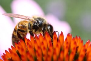 "Close-up of a bee collecting nectar from the orange cone of an echinacea flower."