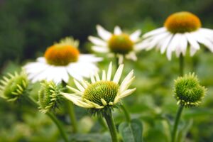 "Cluster of white echinacea flowers with green centers in a garden setting."