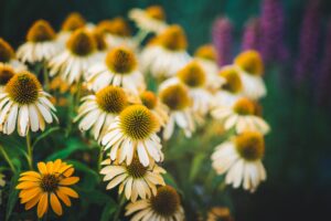 "Cluster of yellow echinacea flowers with green foliage in the background."