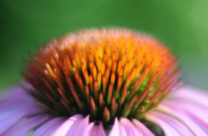 "Close-up of the vibrant orange and red center cone of an echinacea flower with blurred green background."