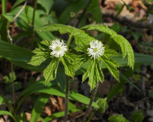 Article: Unveiling The Secrets Of Goldenseal . 