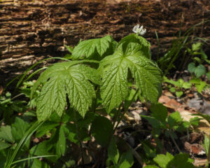 Article: Unveiling The Secrets Of Goldenseal . Pic - Goldenseal plant with large green leaves and a small white flower growing in a forest setting.