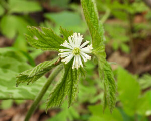 Article: Unveiling The Secrets Of Goldenseal . Pic - Close-up of a goldenseal flower with green leaves and a small white bloom.