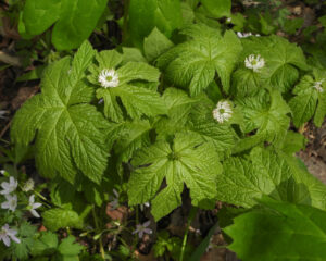 Goldenseal plant with large green leaves and small white flowers growing in a natural setting.