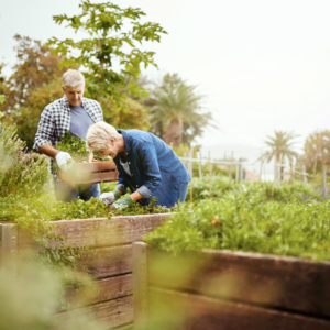 Article: Unveiling The Secrets Of Goldenseal . Pic - Two people harvesting herbs from raised garden beds in a sunny outdoor setting.