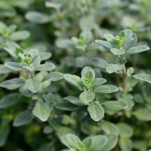 Close-up of marjoram plants with soft, fuzzy green leaves in a garden setting.