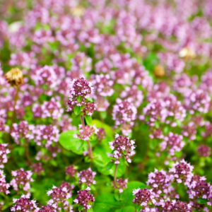 Close-up of a field of blooming purple flowers with green leaves, creating a vibrant and lush scene.