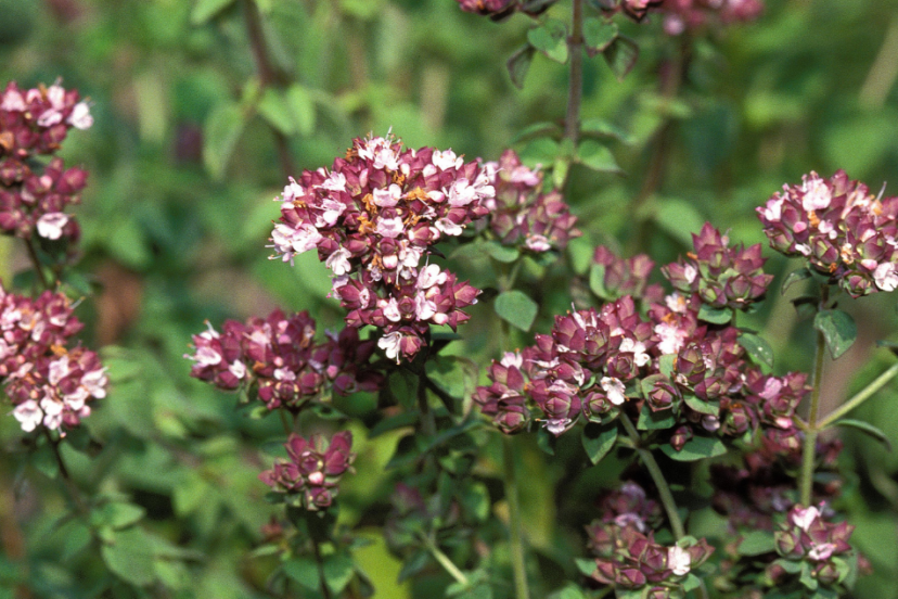 Clusters of marjoram plants with small purple and white flowers, growing in a lush green garden.