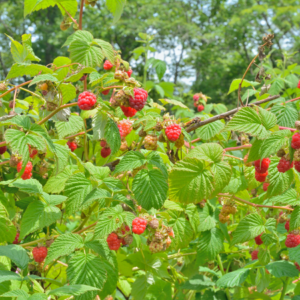 Close-up of a ripe red raspberry nestled among vibrant green leaves in a garden setting.