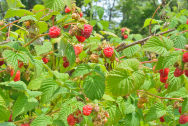 Close-up of a ripe red raspberry nestled among vibrant green leaves in a garden setting.