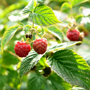 Article: Raspberry Leaf tea. Pic -Bright red raspberries hanging from their branches surrounded by lush green leaves, illuminated by natural sunlight.