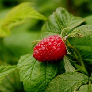 Article: Raspberry Leaf tea. Pic -Close-up of a ripe red raspberry nestled among vibrant green leaves in a garden setting.