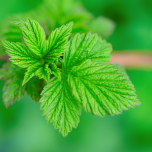 Article: Raspberry Leaf tea. Pic -Close-up of fresh, vibrant green raspberry leaves with detailed veins and a soft, fuzzy texture.