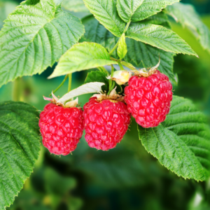 Juicy red raspberries hanging from their bush, surrounded by dense green leaves in a garden.