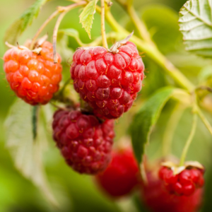 Close-up of ripening raspberries in varying shades of red and orange, hanging from their bush.