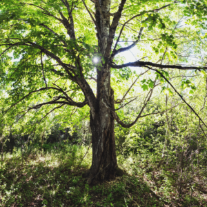 "Slippery elm tree with broad leaves and a thick trunk in a sunlit forest."