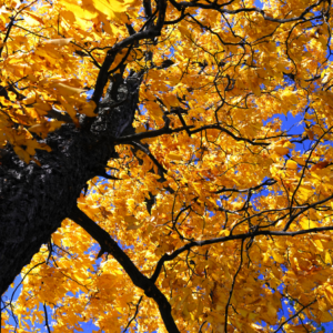 "Looking up at a slippery elm tree with vibrant yellow leaves against a clear blue sky."