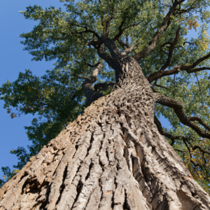 "Upward view of a slippery elm tree with a textured trunk and green foliage against a clear blue sky."