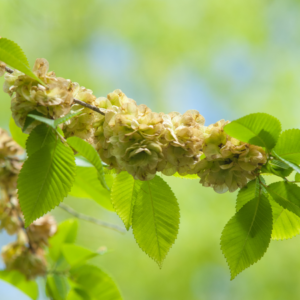 "Close-up of slippery elm seeds and green leaves on a branch."