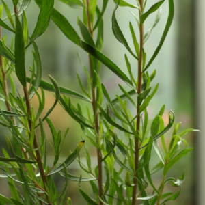 Close-up of green tarragon plants with slender leaves and stems in a garden setting.