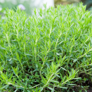 A dense patch of vibrant green tarragon plants growing in a garden.