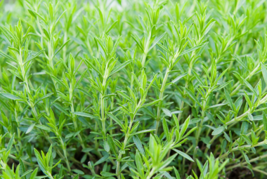 A dense patch of vibrant green tarragon plants growing in a garden.