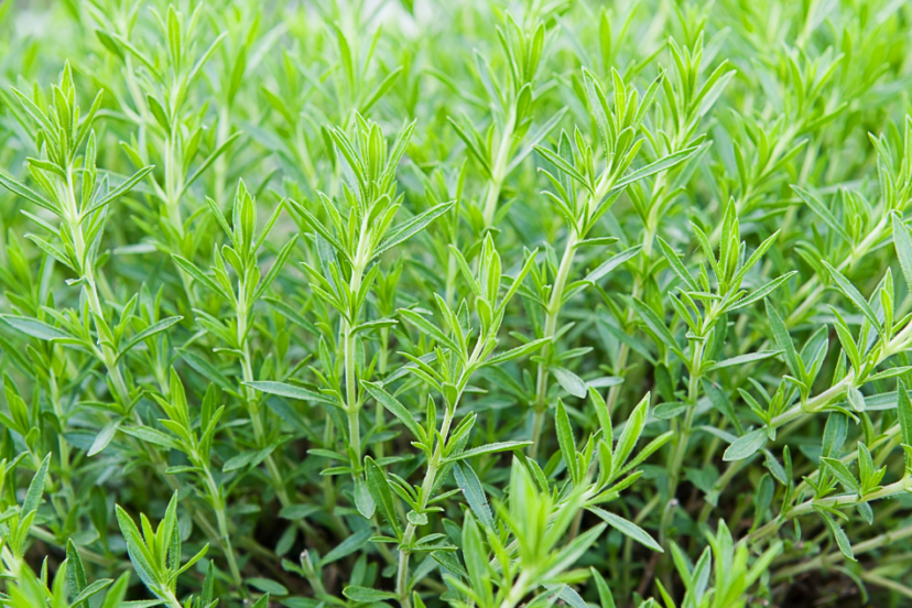 A dense patch of vibrant green tarragon plants growing in a garden.