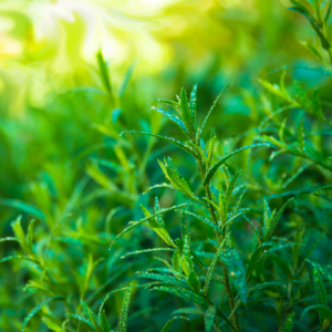 Close-up of tarragon plants with dewdrops on their leaves, bathed in soft morning sunlight.