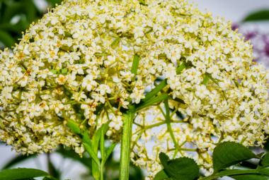 "Close-up of a flowering plant with clusters of small white flowers arranged in a dense, umbrella-like formation atop green stems and broad green leaves.