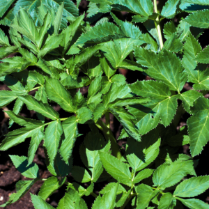 "Close-up of green Angelica leaves in a garden setting."