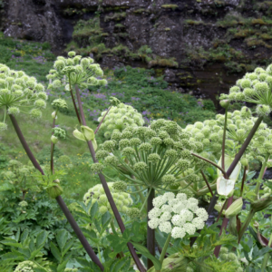 "Angelica plants with green clusters of flowers in a lush, rocky garden setting."