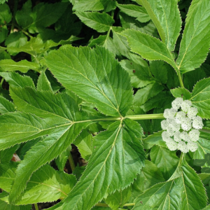 "Close-up of green Angelica leaves with a small cluster of white flowers in a garden setting."