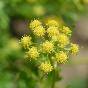 Close-up of blooming yellow lovage flowers with a blurred green background.